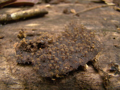 Physarella oblonga