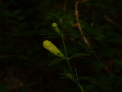 Aureolaria virginica