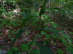 Aureolaria virginica