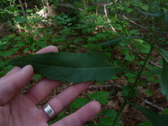 Aureolaria virginica
