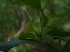 Aureolaria virginica