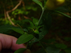 Aureolaria virginica