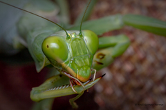 Hierodula tenuidentata