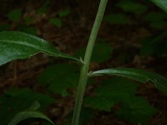 Aureolaria virginica