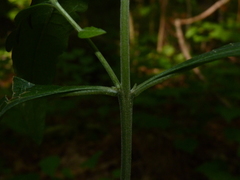 Aureolaria virginica
