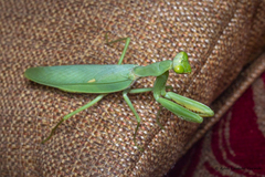 Hierodula tenuidentata