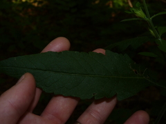 Aureolaria virginica