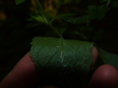 Aureolaria virginica