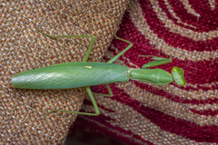 Hierodula tenuidentata