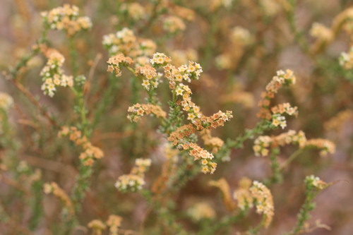 Heliotropium chenopodiaceum (Heliotropium chenopodiaceum)