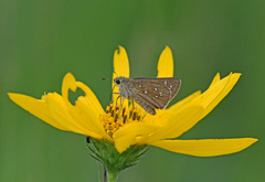 Hesperia attalus slossonae