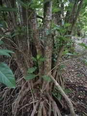 Bravaisia integerrima