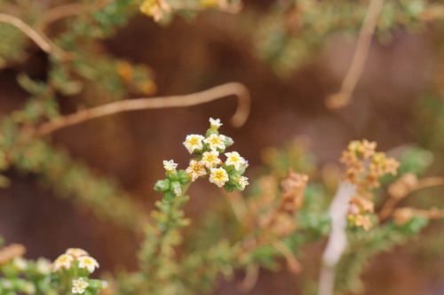 Heliotropium chenopodiaceum (Heliotropium chenopodiaceum)