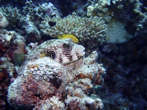 White-spotted Puffer — seen at this dive site