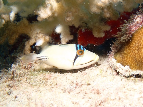 Arabian Picasso Triggerfish — seen at this dive site