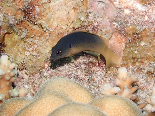 Olive dottyback (Pseudochromis olivaceus) — Pseudochromidae — 3