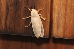 Halysidota tessellaris