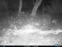 Leopardus pardalis pardalis