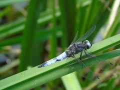 Libellula fulva