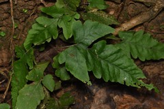 Tectaria fuscipes