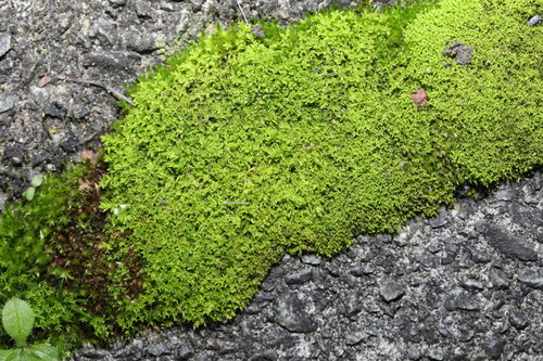 Image of Lesser Bird's-Claw Beard-Moss (Streblotrichum convolutum) by no rights reserved