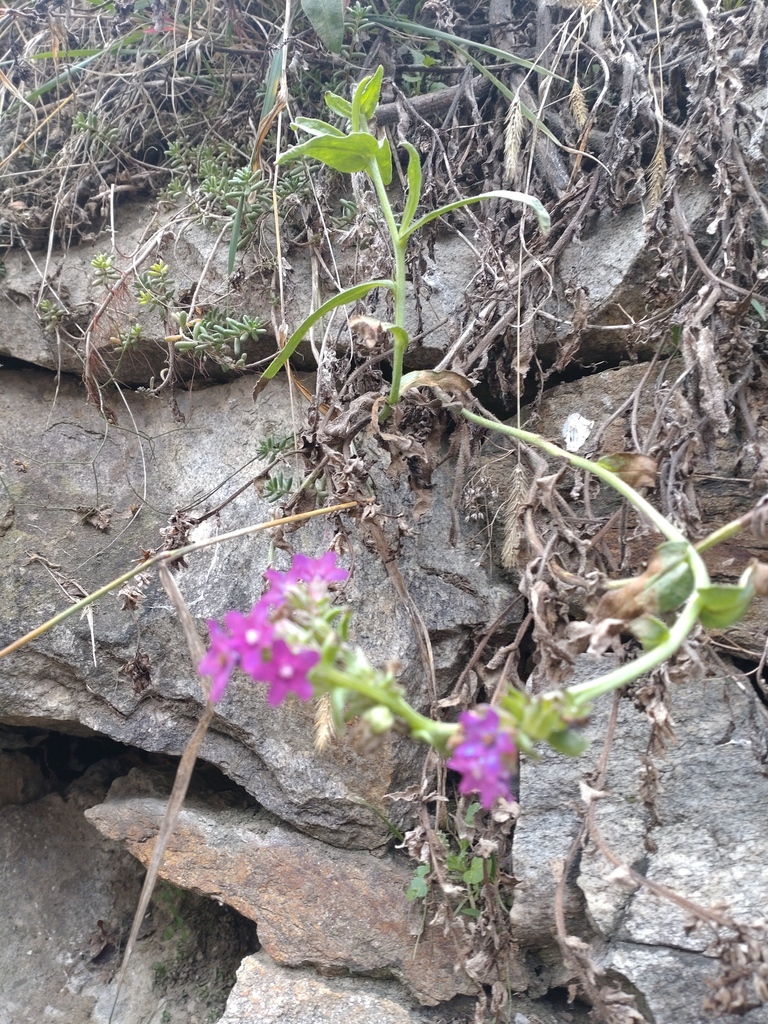 Common bugloss (Anchusa officinalis)