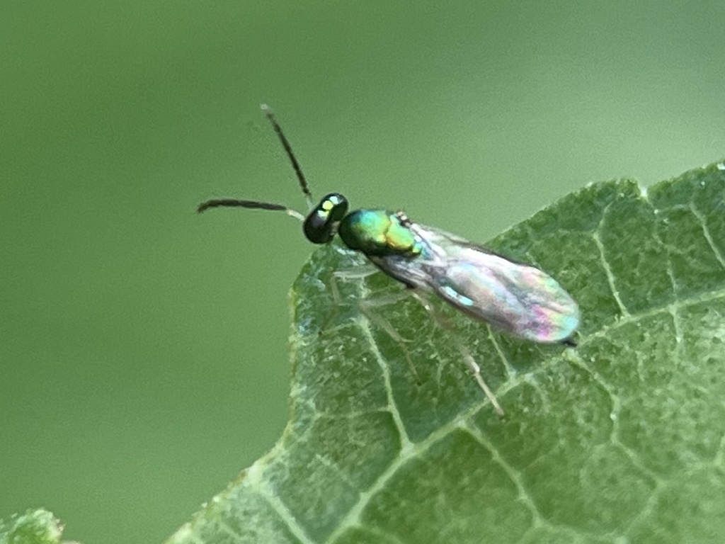 Sympiesis derogatae