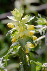 Rhinanthus serotinus aestivalis