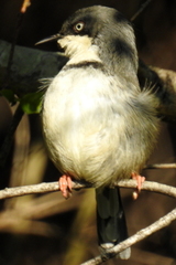 Apalis thoracica claudei