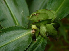 Commelina virginica