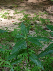 Commelina virginica