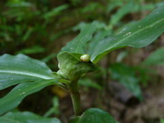 Commelina virginica
