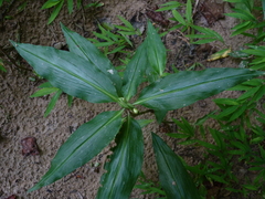 Commelina virginica