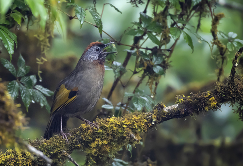 Silver-eared Laughingthrush (Trochalopteron melanostigma), photo 5