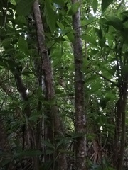 Bravaisia integerrima