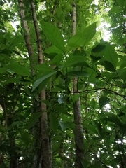 Bravaisia integerrima