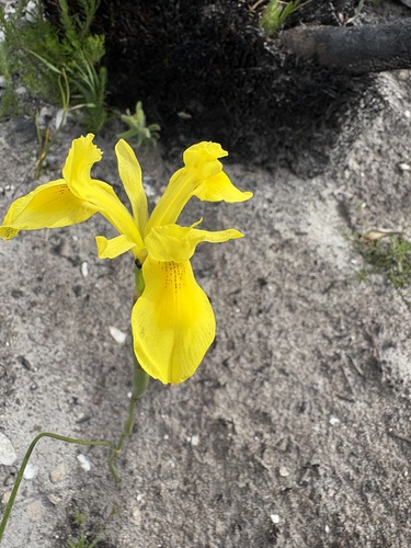 Image of Moraea neglecta by (c) Charleen Brunke, some rights reserved (CC BY)