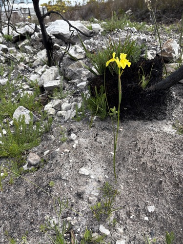 Image of Moraea neglecta by (c) Charleen Brunke, some rights reserved (CC BY)