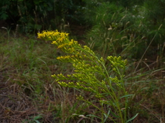 Solidago pinetorum