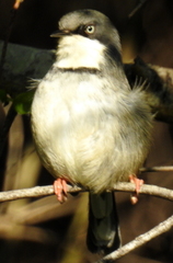 Apalis thoracica claudei