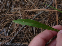 Solidago pinetorum
