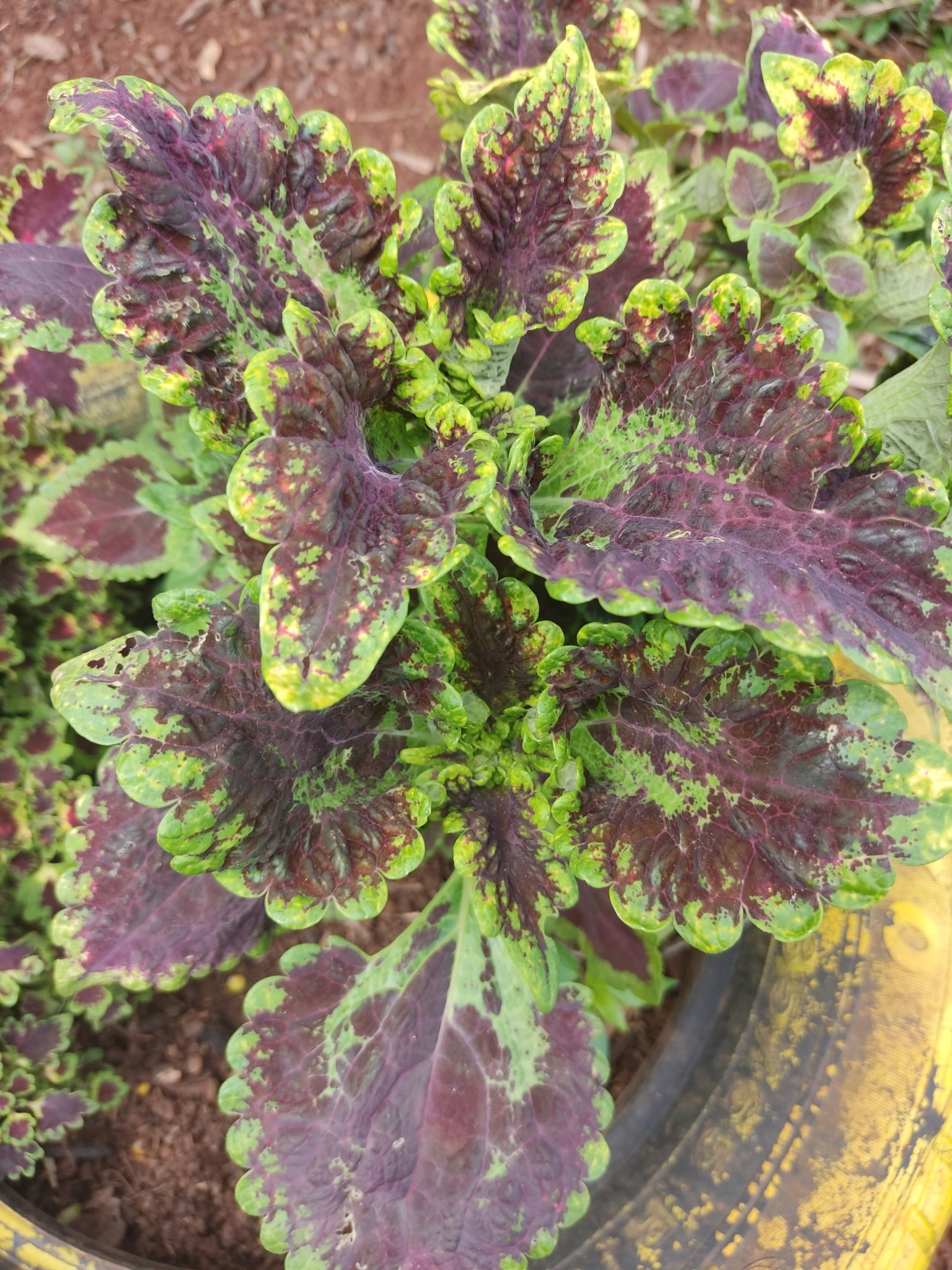 Brassica oleracea