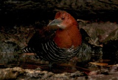 Rallina eurizonoides