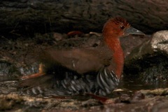 Rallina eurizonoides