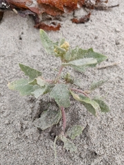Atriplex laciniata