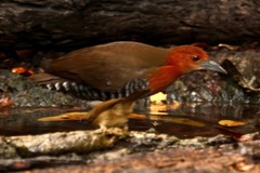 Rallina eurizonoides