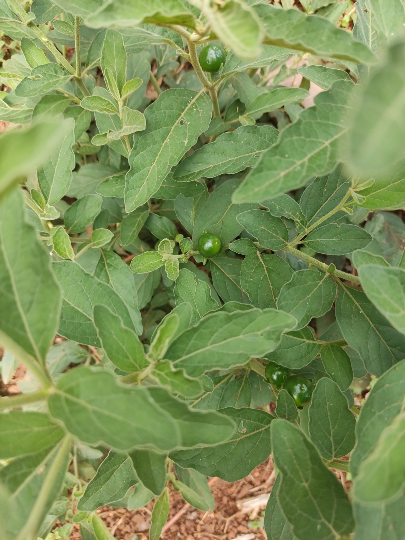 Solanum pseudocapsicum