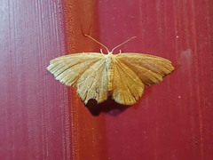 Thalera pistasciaria