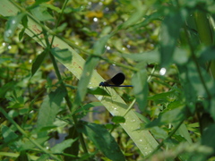 Calopteryx splendens