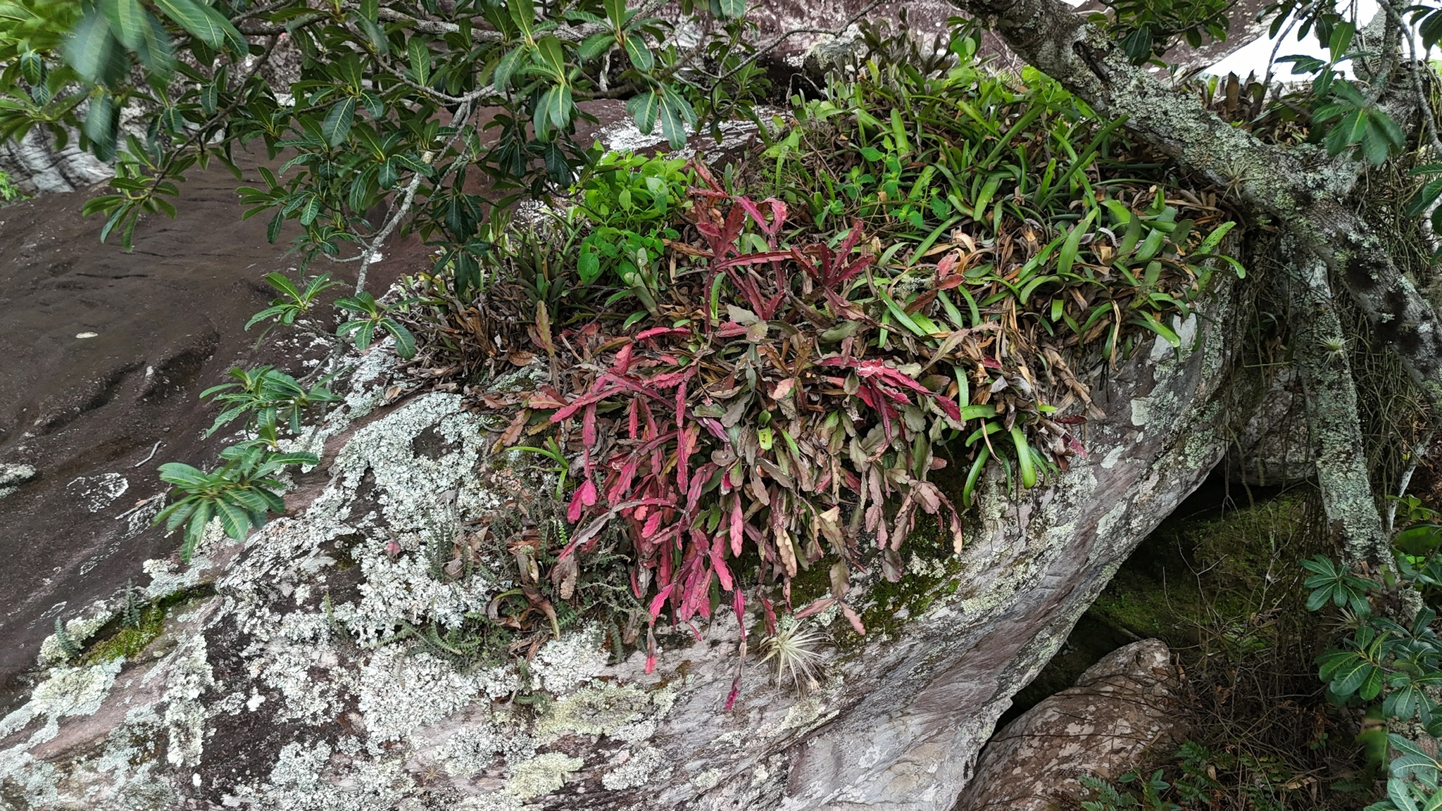 Imagem de Cacto-macarrão